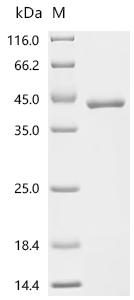 Recombinant Human Prothrombin (F2) , partial - image 1