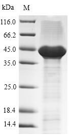 SDS-PAGE- Recombinant protein Human F3