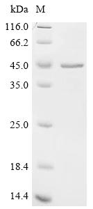 Recombinant Pig Coagulation factor VIII (F8) , partial - image 1