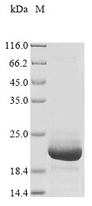 Recombinant Pig Fatty acid-binding protein, heart (FABP3) - image 1