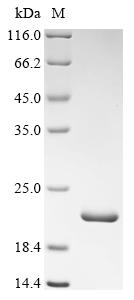 Recombinant Human Fatty acid-binding protein, adipocyte (FABP4) - image 1