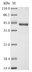 Recombinant Mouse Ficolin-1 (Fcn1) - image 1