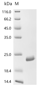Recombinant Bovine Fibroblast growth factor 1 (FGF1) - image 1