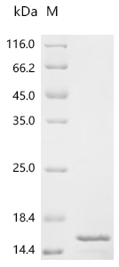 Recombinant Chicken Fibroblast growth factor 1 (FGF1) - image 1
