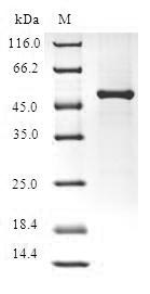 SDS-PAGE- Recombinant protein Human FGF14