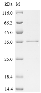 Recombinant Human Fibroblast growth factor 14 (FGF14) - image 1