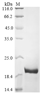 Recombinant Bovine Fibroblast growth factor 2 (FGF2) - image 1