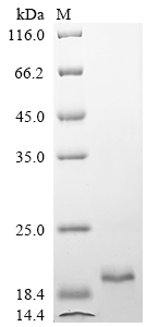 Recombinant Chicken Fibroblast growth factor 2 (FGF2) - image 1