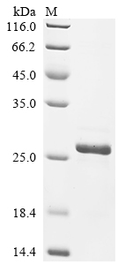 Recombinant Chicken Fibroblast growth factor 2 (FGF2) - image 1