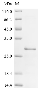 Recombinant Mouse Heparin-binding growth factor 2 (Fgf2) - image 1