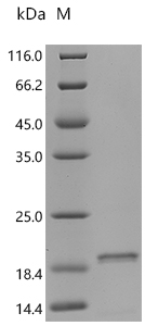 Recombinant Sheep Fibroblast growth factor 2 (FGF2) - image 1