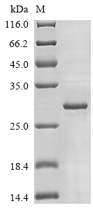Recombinant Mouse Fibroblast growth factor 20 (Fgf20) - image 1