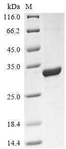 Recombinant Rat Fibroblast growth factor 20 (Fgf20) - image 1