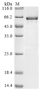 Recombinant Human Fibroblast growth factor 5 (FGF5) - image 1