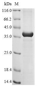 Recombinant Mouse Fibroblast growth factor 5 (Fgf5) - image 1