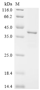 Recombinant Mouse Fibroblast growth factor 5 (Fgf5) - image 1