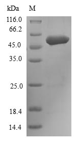 SDS-PAGE- Recombinant protein Human FGFR3
