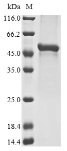 Recombinant Mouse Fibroleukin (Fgl2) - image 1