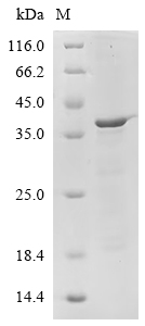 Recombinant Human Filaggrin (FLG) , partial - image 1