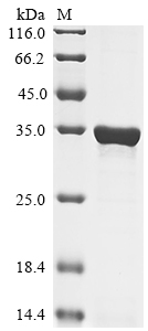 Recombinant Human Flotillin-1 (FLOT1) , partial - image 1