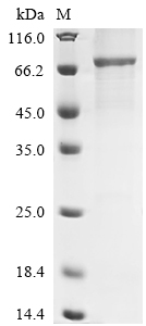 Recombinant Human Flotillin-1 (FLOT1) - image 1