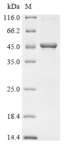 Recombinant Human Flotillin-1 (FLOT1) - image 1