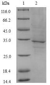 SDS-PAGE- Recombinant protein Human FLT3LG