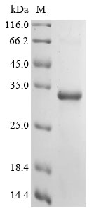 Recombinant Bovine Fibronectin (FN1) , partial - image 1