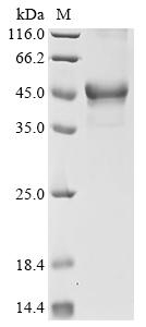 Recombinant Human Protein fosB (FOSB) - image 1