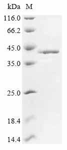 Recombinant Mouse Fos-related antigen 1 (Fosl1) - image 1