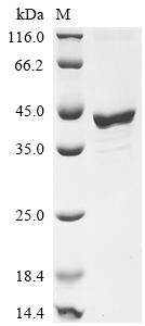 Recombinant Mouse Fos-related antigen 1 (Fosl1) - image 1