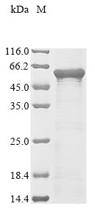 Recombinant Human Hepatocyte nuclear factor 3-alpha (FOXA1) - image 1