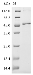 Recombinant Chicken Follistatin (FST) - image 1