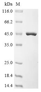 (Tris-Glycine gel) Discontinuous SDS-PAGE (reduced) with 5% enrichment gel and 15% separation gel.
