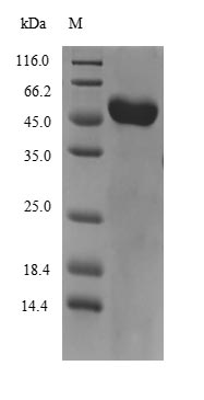 SDS-PAGE- Recombinant protein Mouse Gc