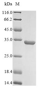 SDS-PAGE- Recombinant protein Human GCG