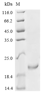 Recombinant Human Growth/differentiation factor 5 (GDF5) - image 1