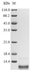 Recombinant Human Gastric inhibitory polypeptide (GIP) - image 1
