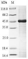 (Tris-Glycine gel) Discontinuous SDS-PAGE (reduced) with 5% enrichment gel and 15% separation gel. (Tris-Glycine gel) Discontinuous SDS-PAGE (reduced) with 5% enrichment gel and 15% separation gel.