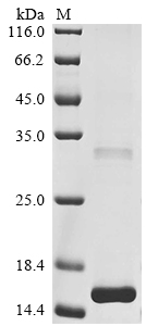 Recombinant Human Glucagon-like peptide 1 receptor (GLP1R) , partial - image 1