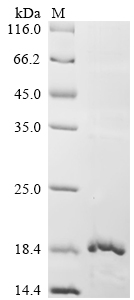 Recombinant Lama glama Glycosylation-dependent cell adhesion molecule 1 (GLYCAM1) , partial - image 1
