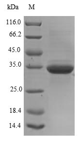 SDS-PAGE- Recombinant protein Human GM2A