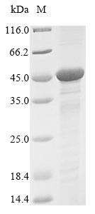 SDS-PAGE - Recombinant Mouse Gnaq