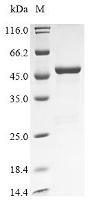 (Tris-Glycine gel) Discontinuous SDS-PAGE (reduced) with 5% enrichment gel and 15% separation gel.