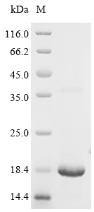 Recombinant Human Platelet glycoprotein Ib beta chain (GP1BB) , partial - image 1