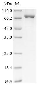 Recombinant Human Glypican-6 (GPC6) - image 1