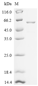Recombinant Mouse Glutamate receptor 1 (Gria1) , partial - image 1