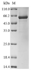 Recombinant Human Glutamate receptor 2 (GRIA2) , partial - image 1