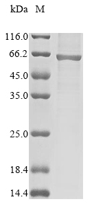 Recombinant Human Glutamate receptor ionotropic, NMDA 1 (GRIN1) , partial - image 1