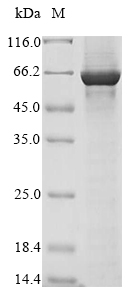 Recombinant Human Glutamate receptor ionotropic, NMDA 1 (GRIN1) , partial - image 1